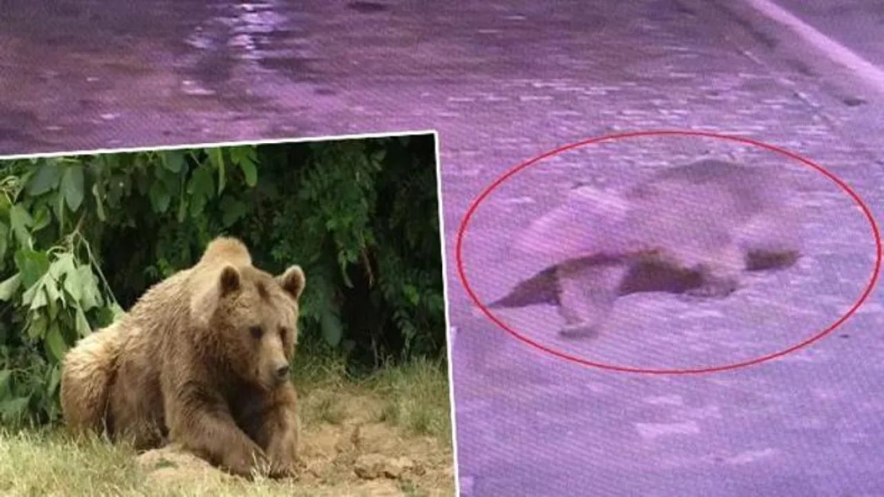 Bursa'da Kaçan Bozayı İçin Arama Çalışmaları Sürüyor