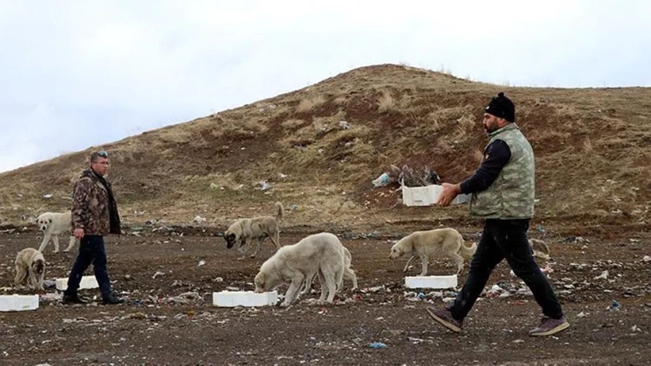 İş insanı sokak hayvanlarını balıkla destekliyor