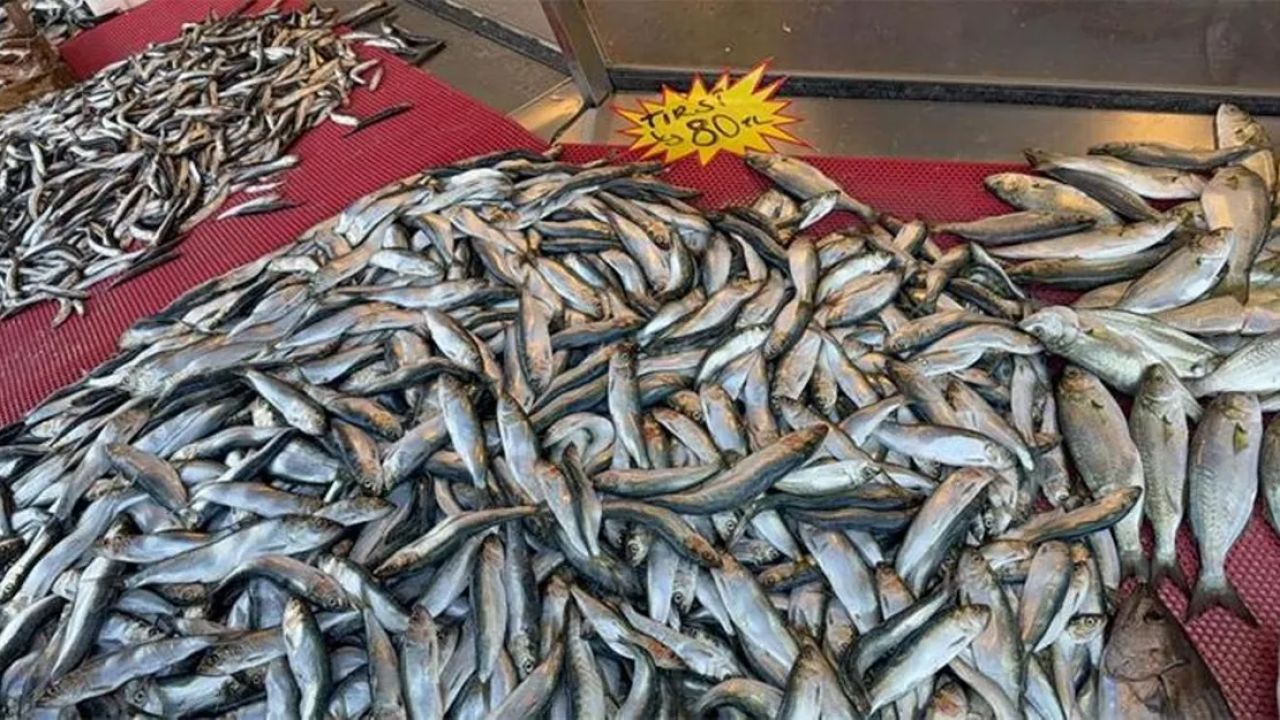 Tezgahlardaki Yeni Gözde: Tırsi Balığı