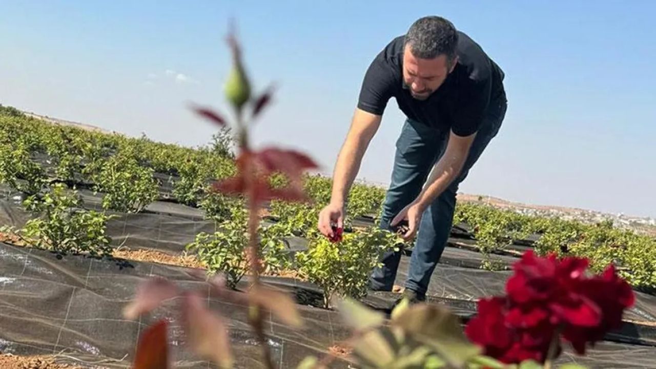 Karagül yağı değer kazanıyor