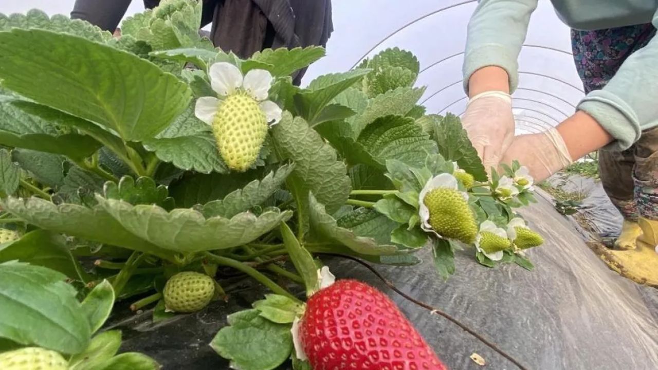 Çilek fiyatlarında büyük düşüş: 400 TL'den 90 TL'ye geriledi