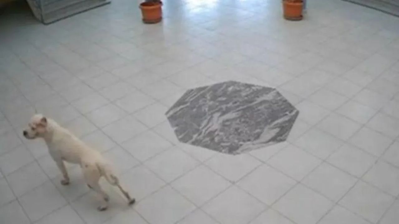 Okuldaki Köpek Saldırısında 4 Öğrenci Yaralandı