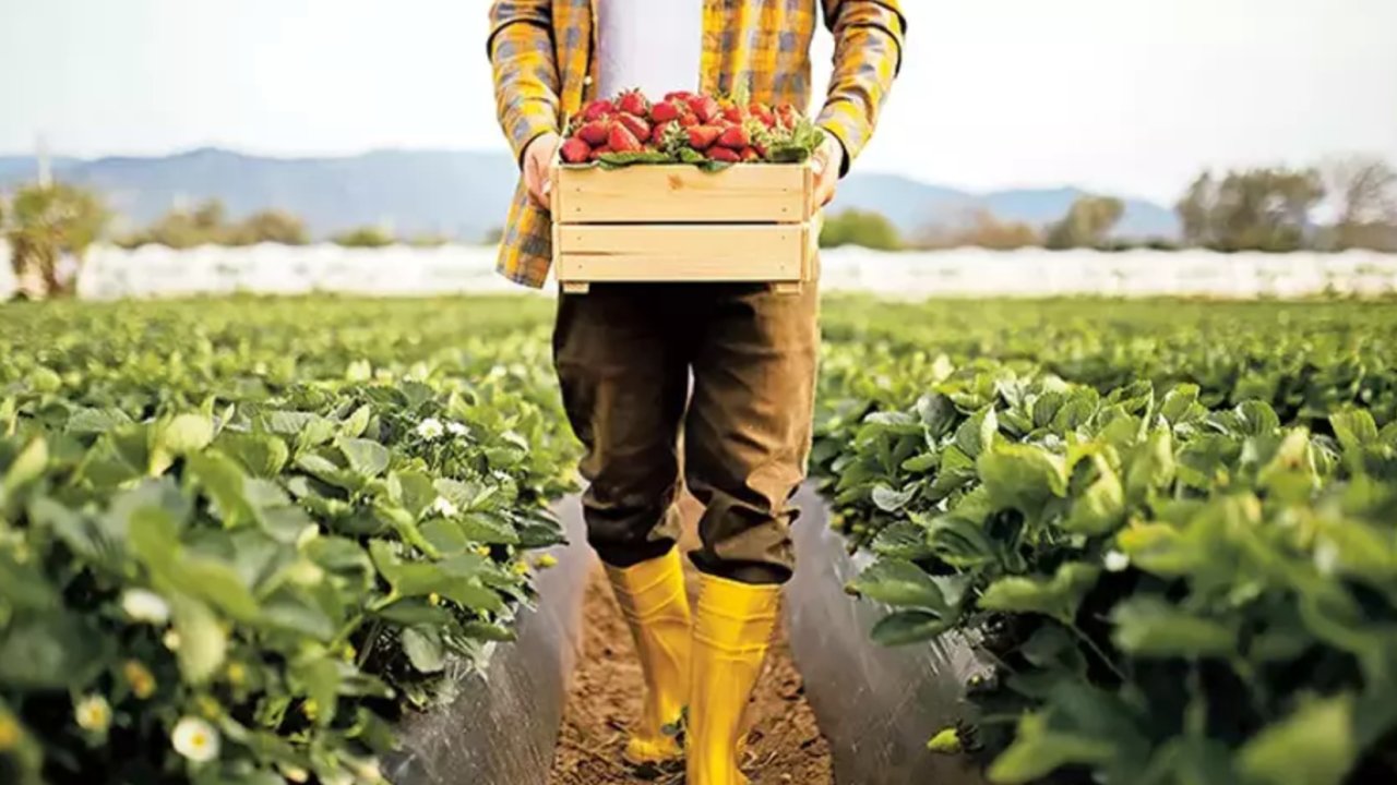 Tarımsal Destekleme Ödemeleri Hesaplara Yatıyor! İşte Detaylar