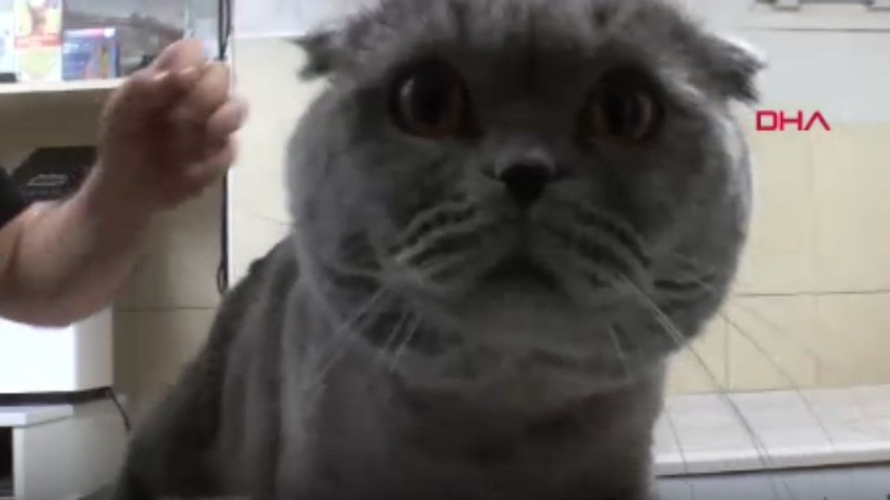 Nadir Görülen Çift Cinsiyetli Kedi Sağlığına Kavuştu