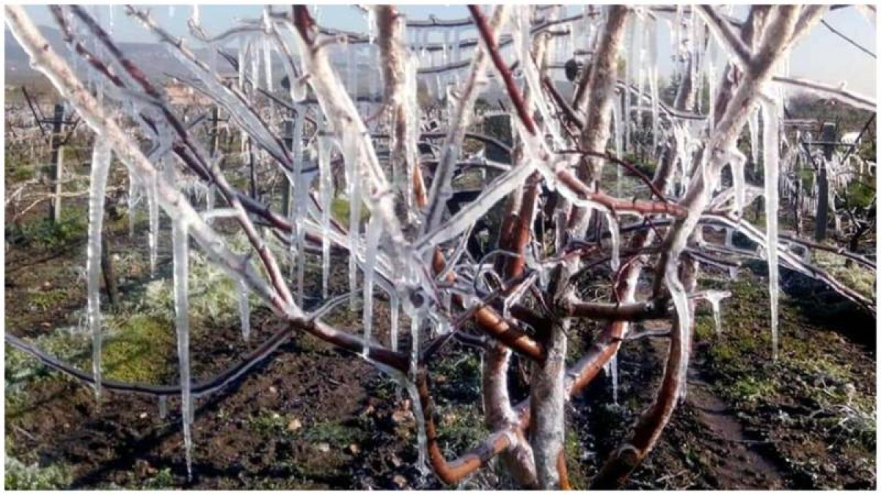 Çukurova'da Zirai Don Zararı Büyük Boyutlara Ulaştı