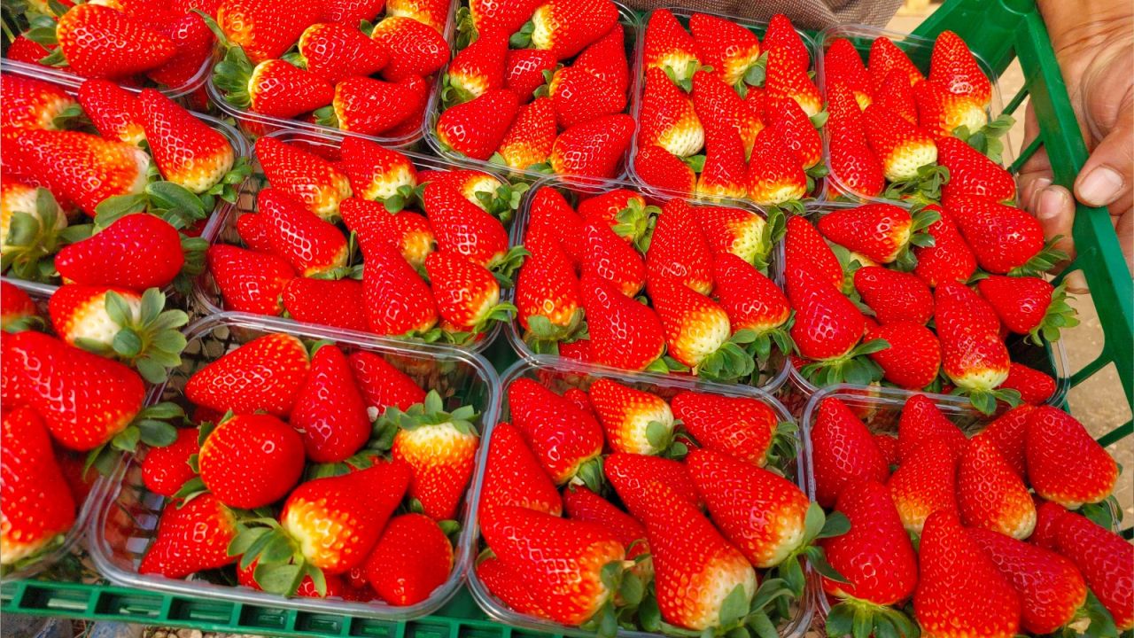 Silifke çileği Rusya yolcusu