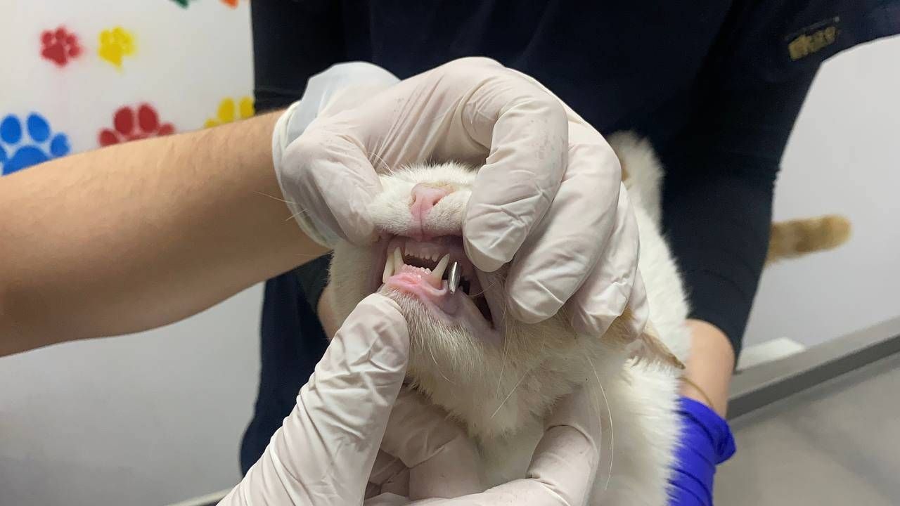 Yaralı kediye zonguldak'ta metal diş tedavisi