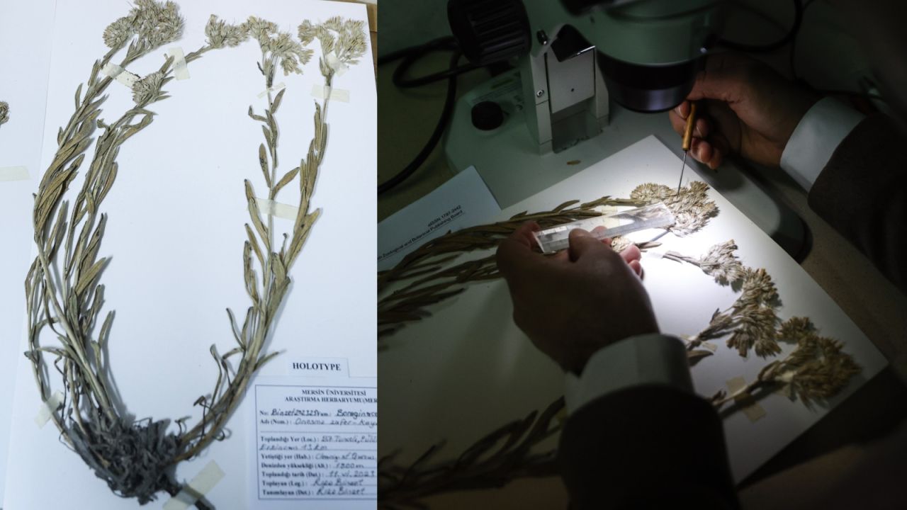 Tunceli'de yeni bitki türü keşfi