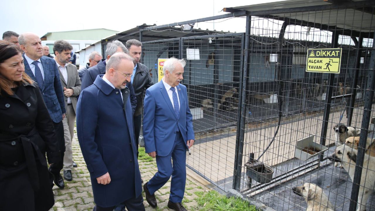 Bülent Turan, sokak hayvanları için yeni uygulama: Yakala, Rehabilite Et, Sahiplendir