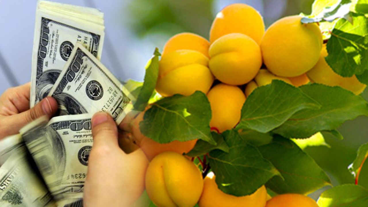 Malatya'nın kayısı ihracatı yılın ilk çeyreğinde 93 milyon dolar kazandırdı