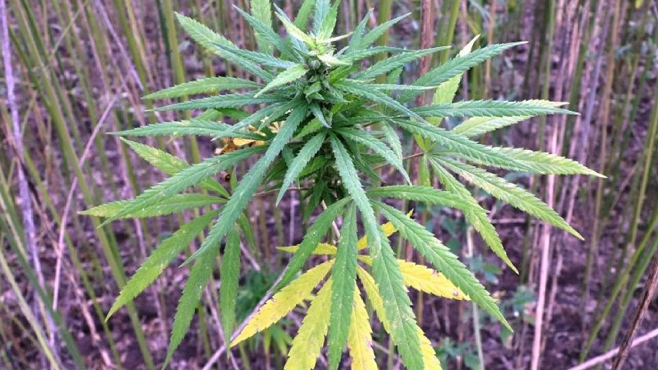 Adana’da Tarlasında Kenevir Yetiştiren Sanığa Hapis Cezası