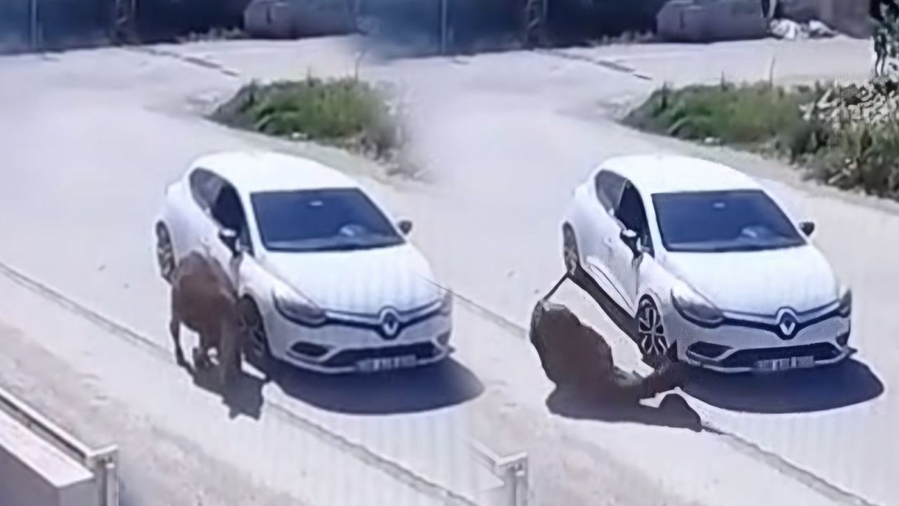 Eşeğe kasıtlı çarpan sürücünün ehliyetine 6 ay el konuldu