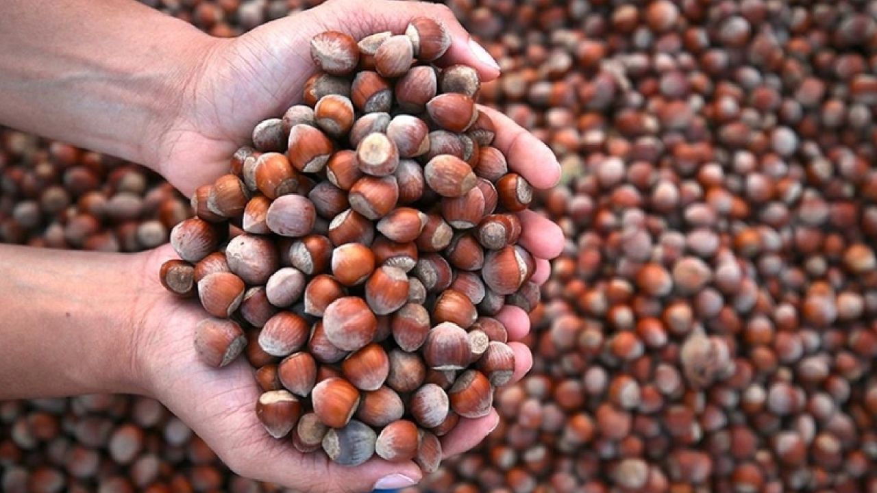 Ulusal Fındık Konseyi Başkanı Şenocak, fındıkta zirai don riskine karşı uyarıda bulundu