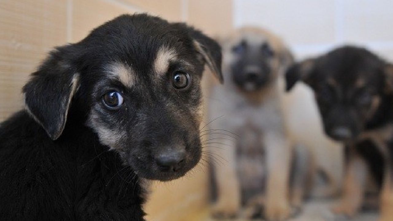 Rize Valiliği'nden sağlık tedbiri: Sahipsiz hayvanlar için doğal yaşam alanı oluşturulacak