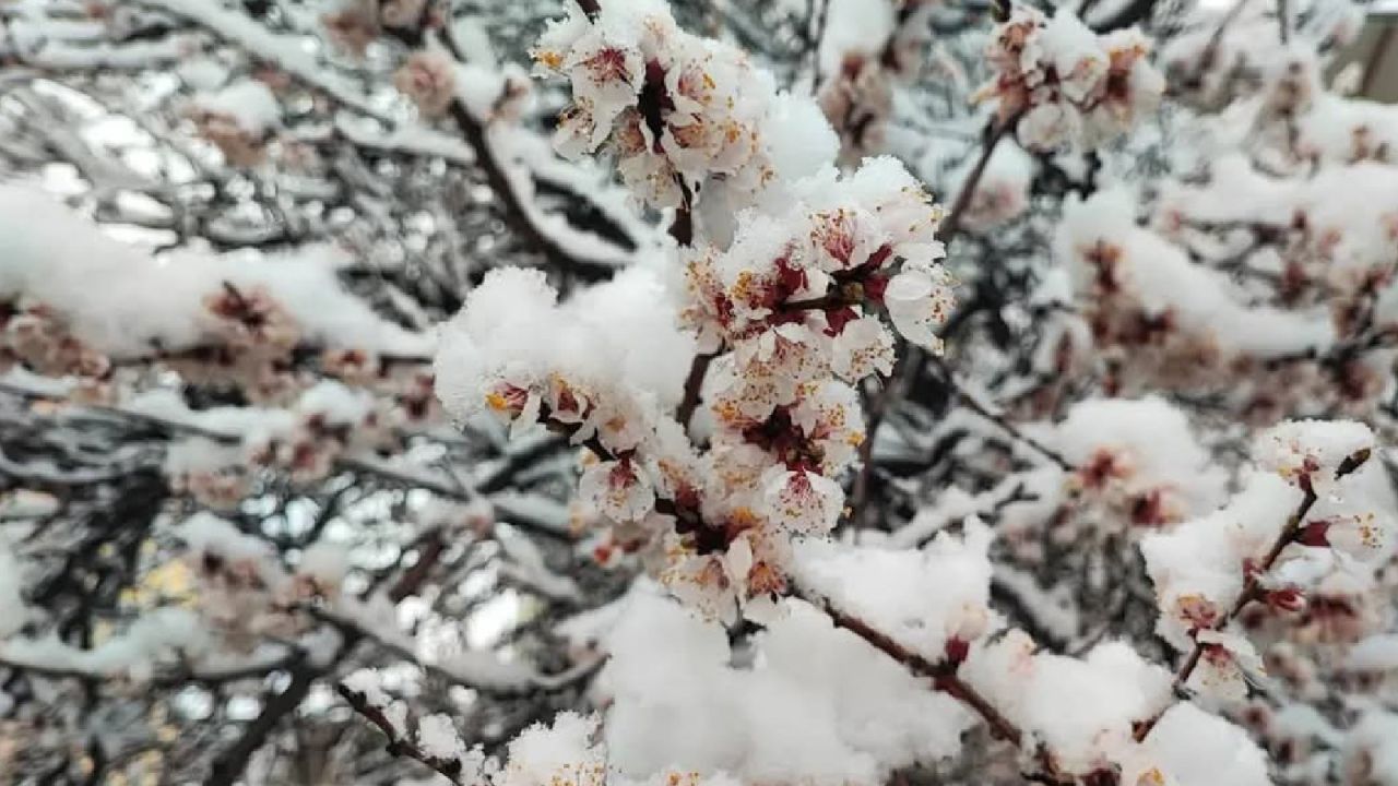 Malatya'da kayısı ağaçlarına don darbesi