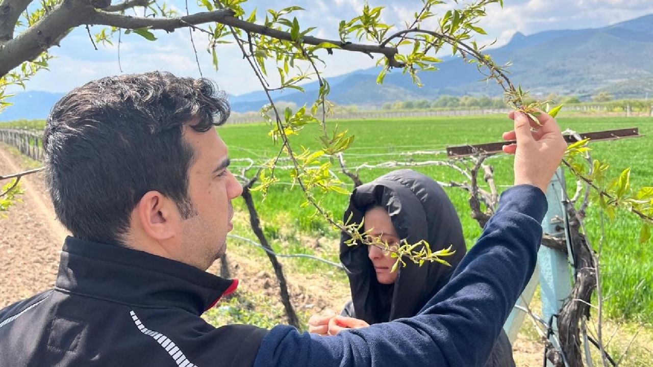 Kar ve zirai don tehlikesi, fındık rekoltesini ve meyve bahçelerini olumsuz etkiledi