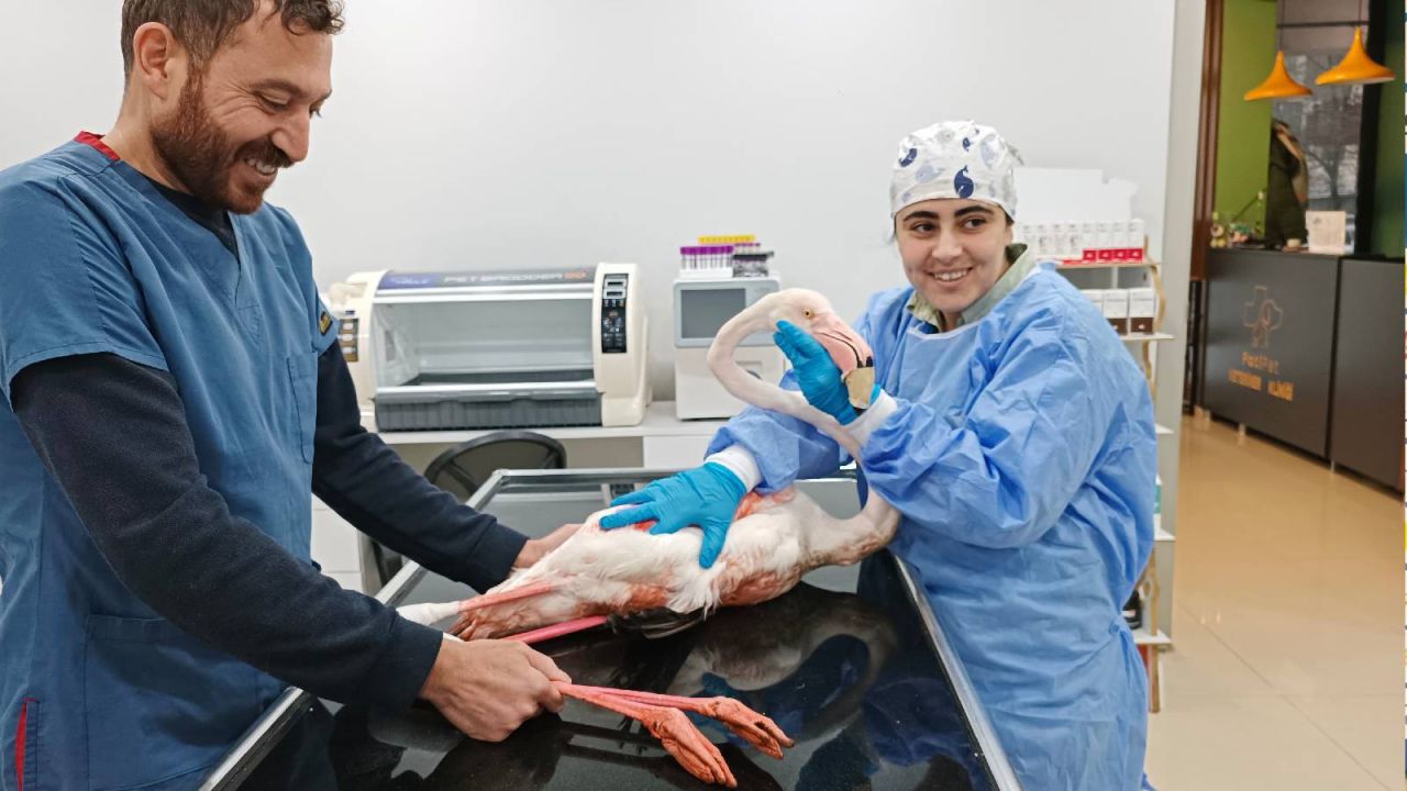Bitlis'te Yaralı Flamingo Tedaviye Alındı
