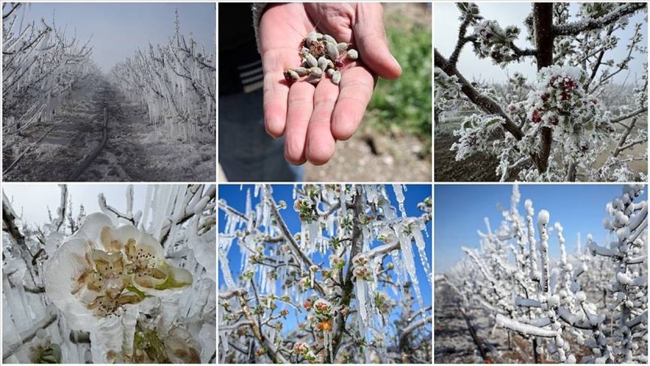 Zirai Don 36 İlde Etkisini Gösterdi