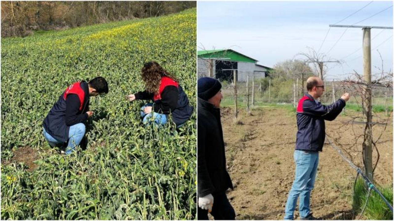 Trakya'daki Zirai Don Zararı İçin Hasar Tespit Çalışmalarına Başlandı