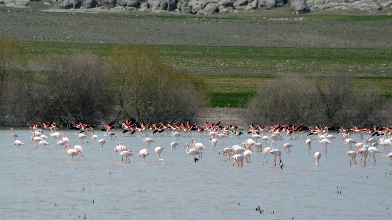 Tuz Gölü'nde flamingo popülasyonu artıyor