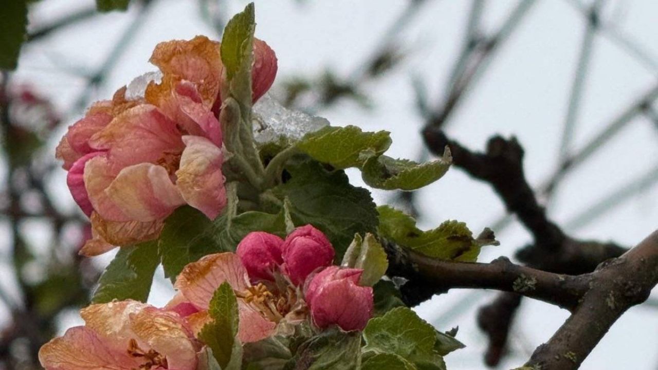 Samsun'da zirai don fındıkta büyük zarara yol açtı, üç ürün daha risk altında
