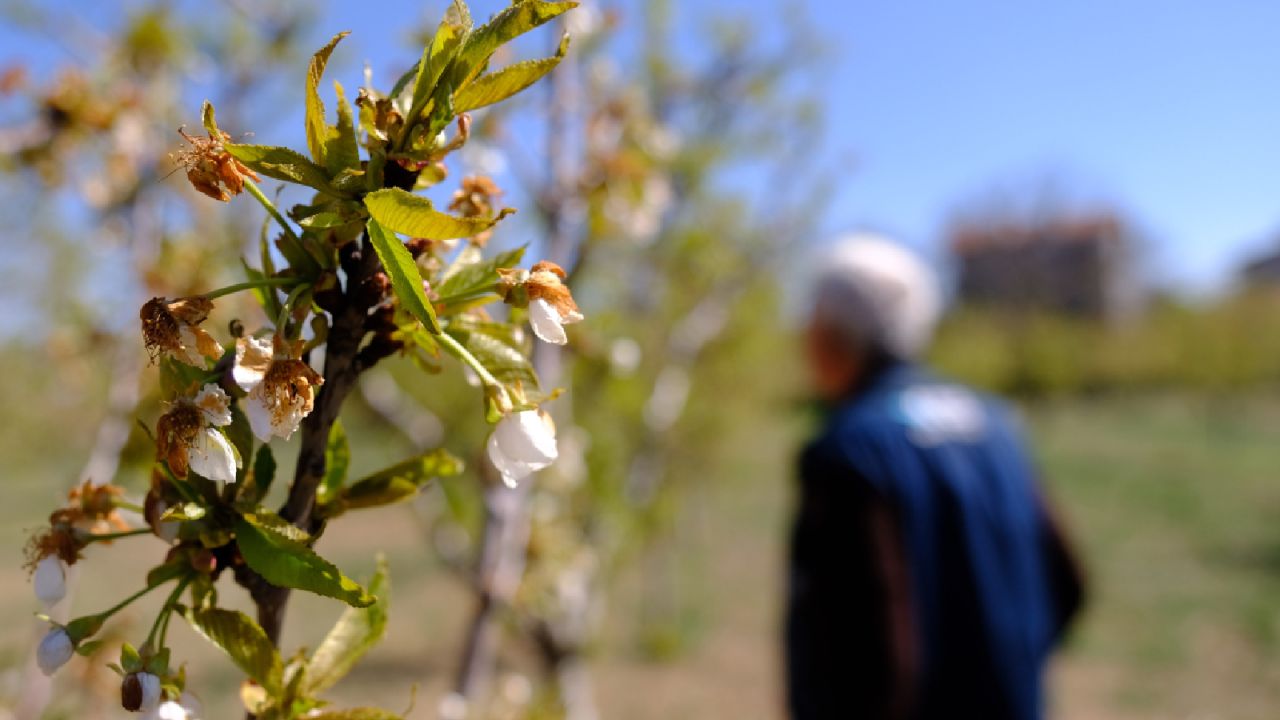 Konya Ovası'ndaki meyve bahçelerine don zararı