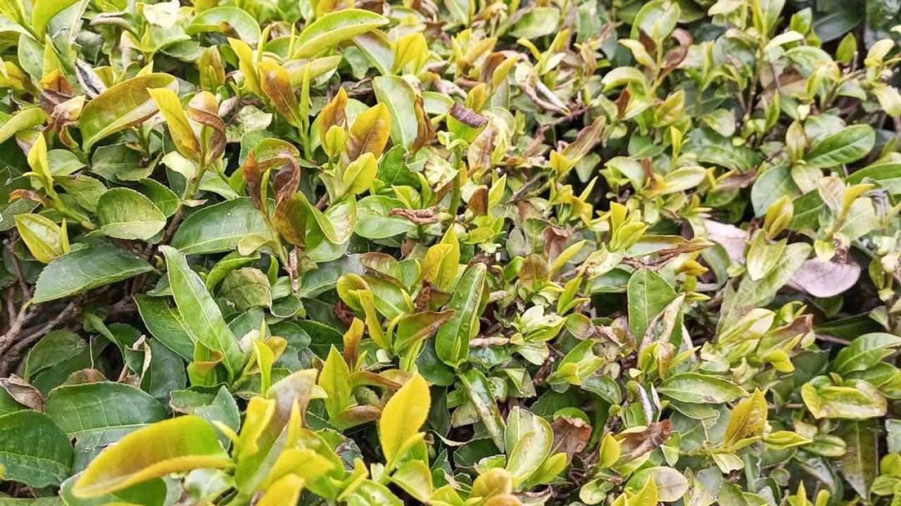 Zirai don nedeniyle çay rekoltede yüzde 3 düşüş bekleniyor