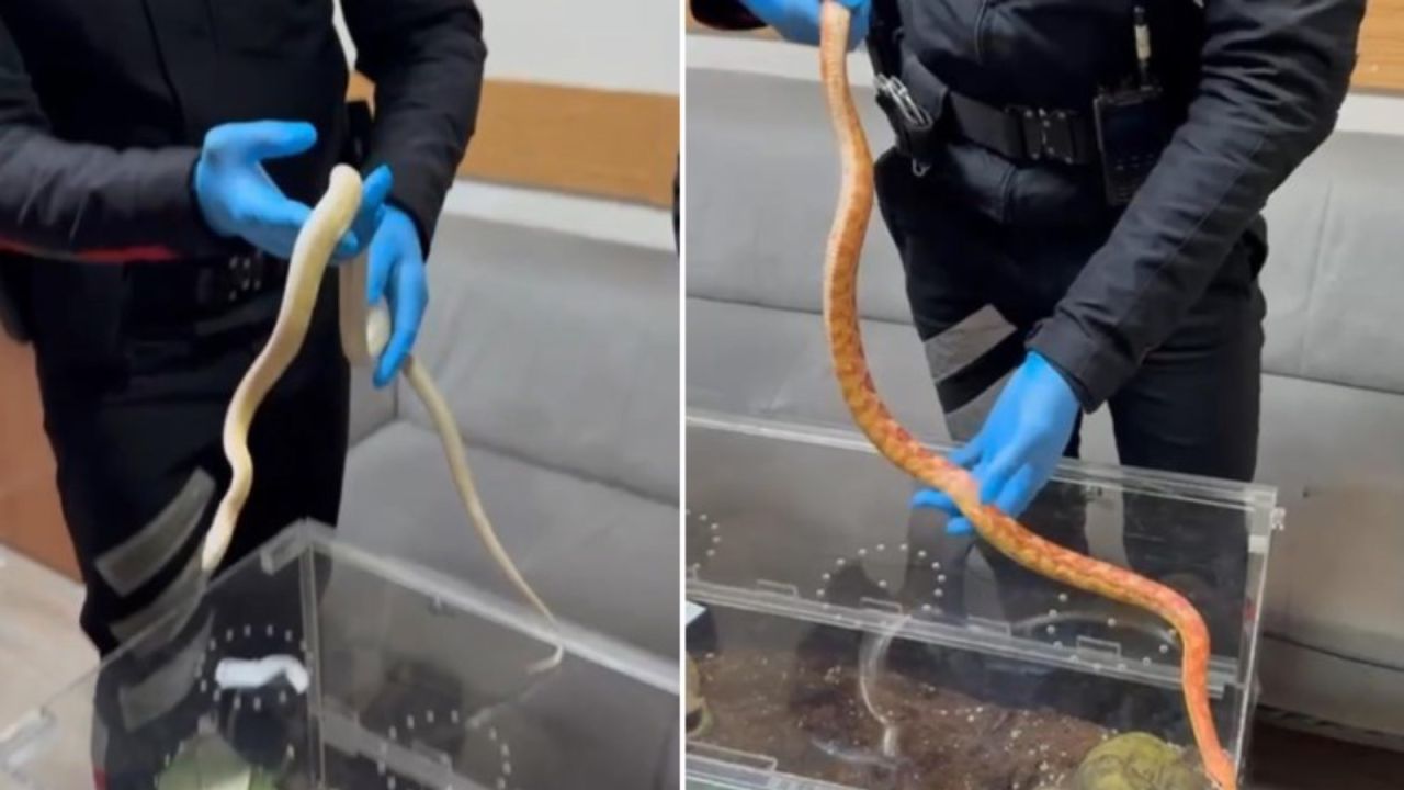 Maslak'ta piton ve zehirli Mısır yılanları ele geçirildi