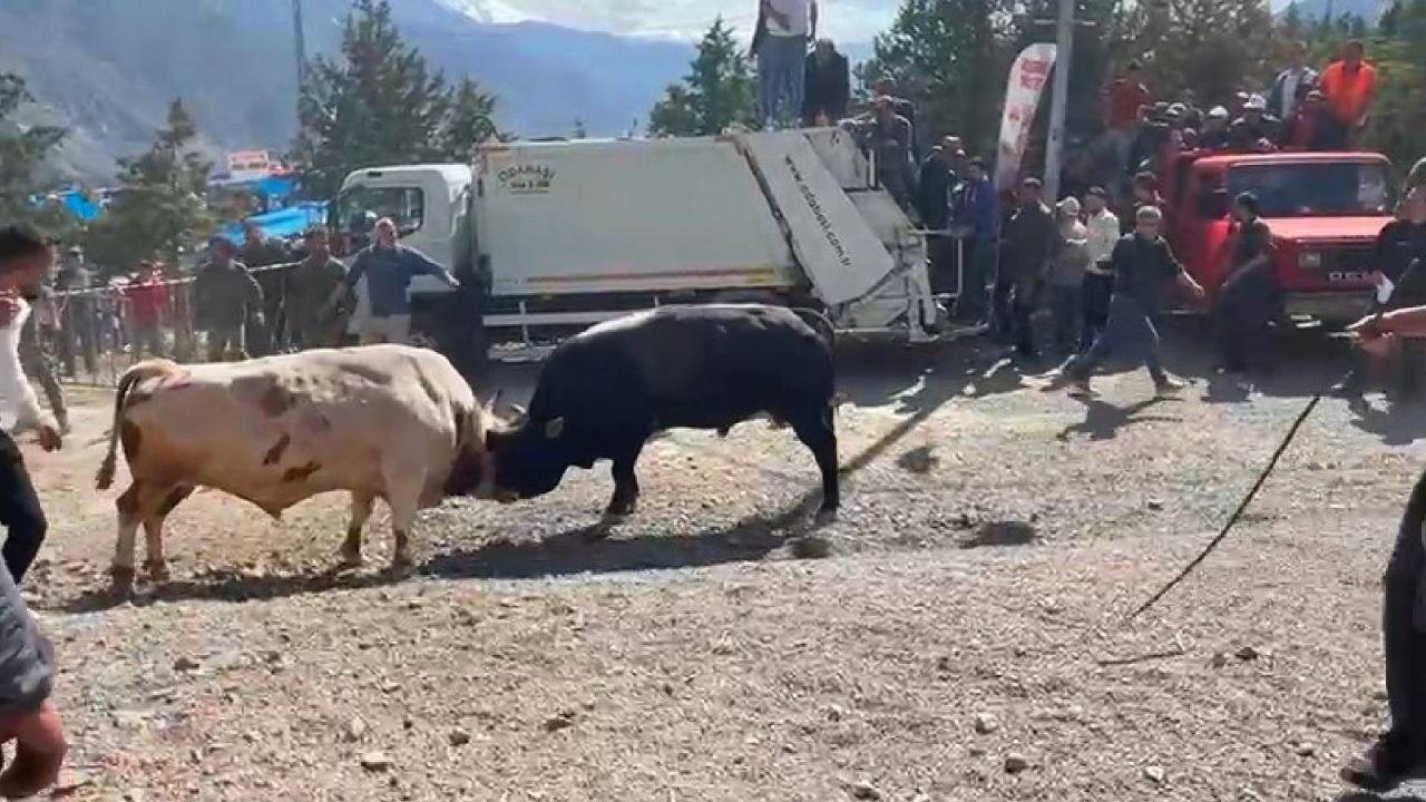 Boğaların arenadan kaçması izleyicilerde tedirginlik yarattı