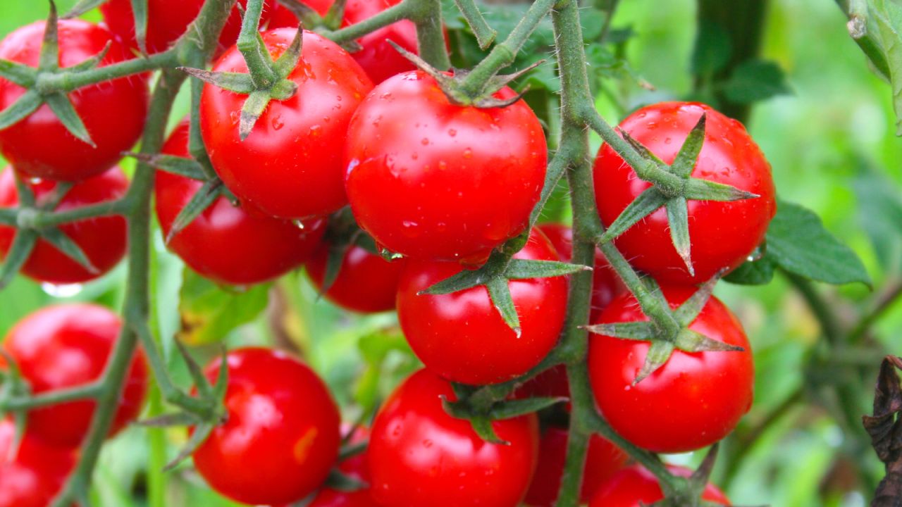 Ülkeye sokulmak istenen domates tohumlarında virüs bulundu!