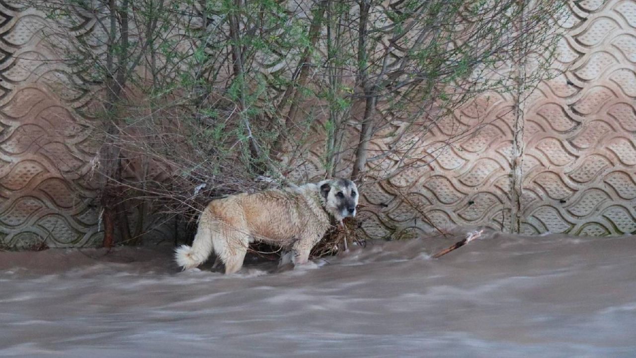 Oltu Çayı'nda mahsur kalan köpek 4 saat süren kurtarma operasyonuyla kurtarıldı