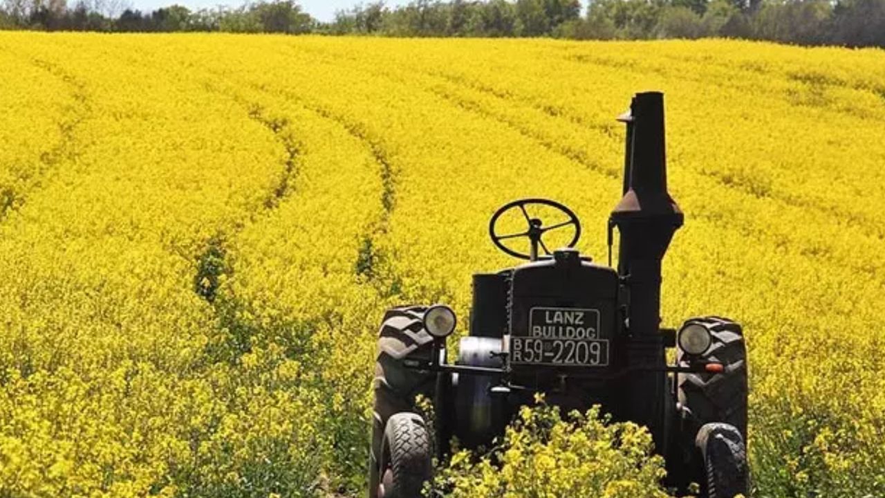 Kanola bitkisi arıcılığa fayda sağlıyor