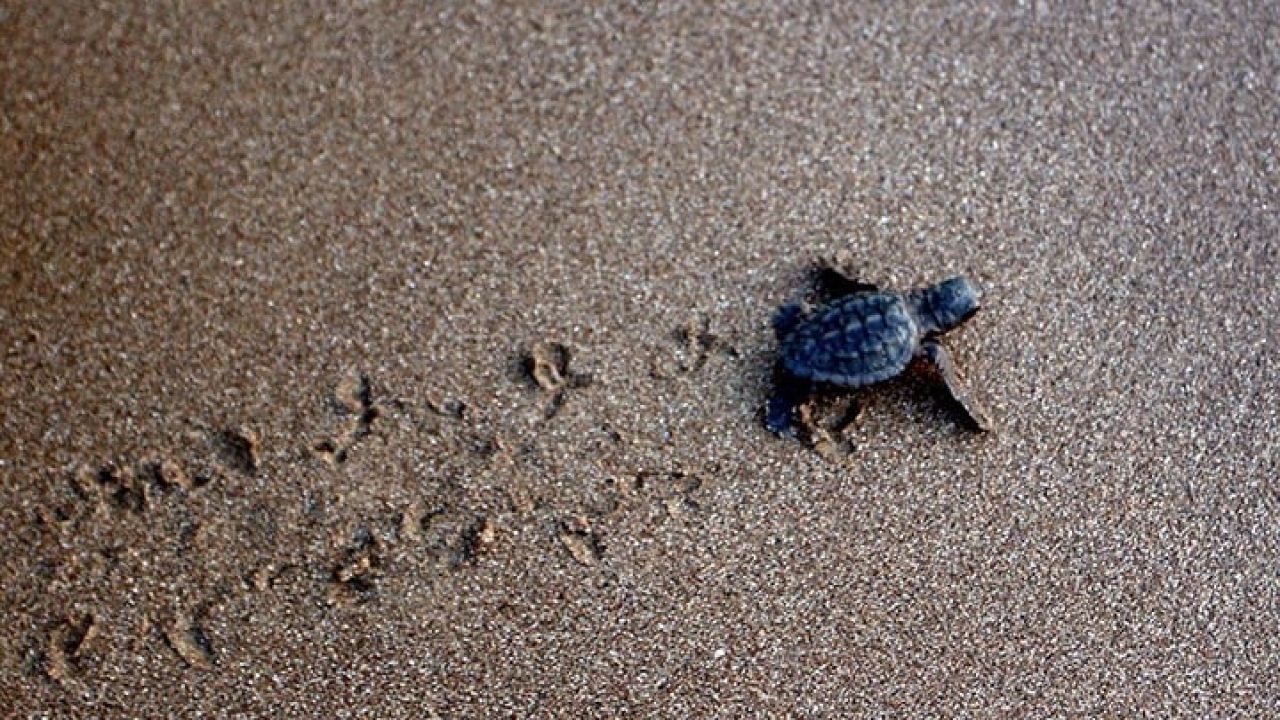 İztuzu sahilinde caretta carettalar için hazırlıklar tamamlandı