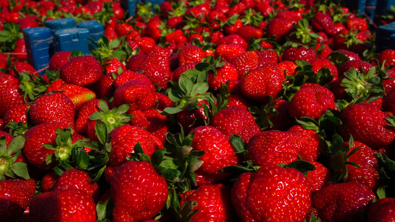 Emiralem Çileğinde Hasat Gecikmeli Başladı, Fiyatlar Yüksek
