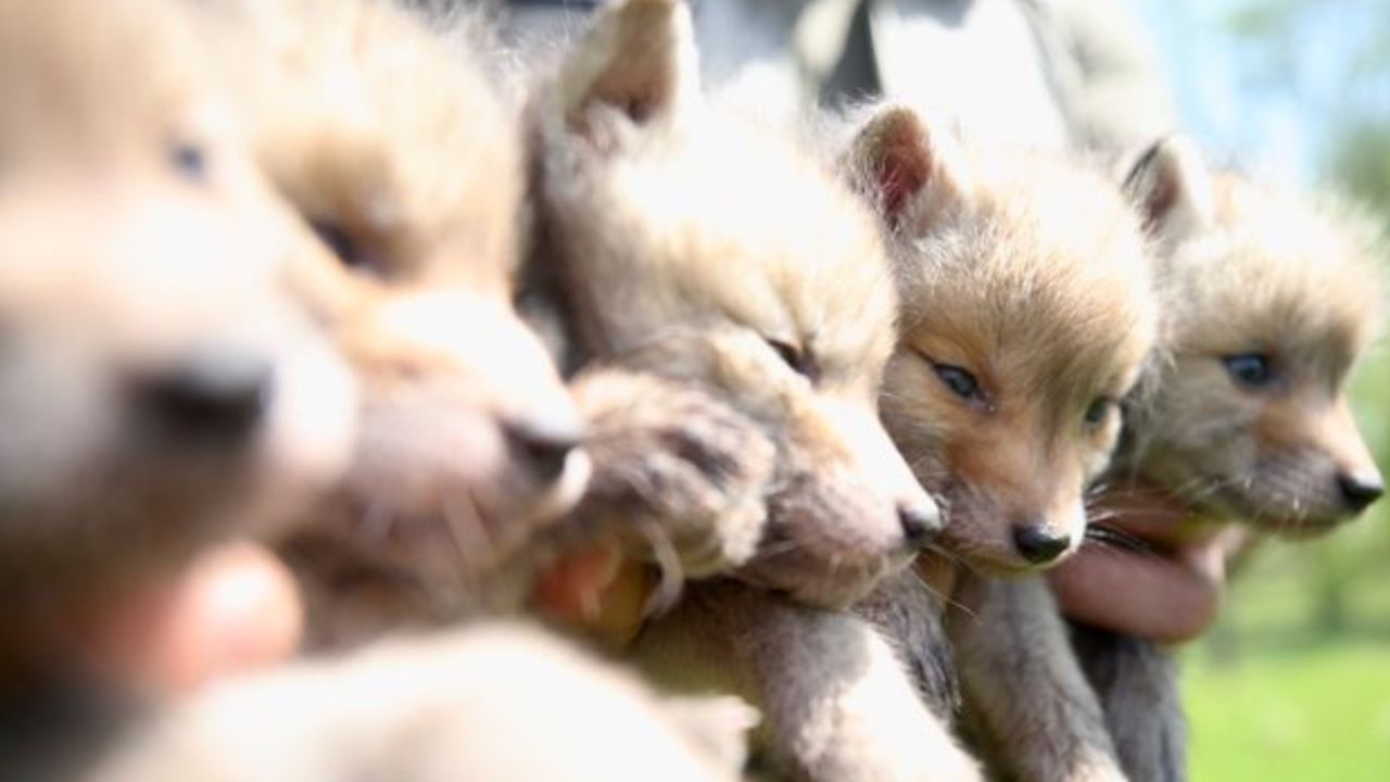 Düzce'de Bulunan 9 Tilki Yavrusu Doğaya Salındı
