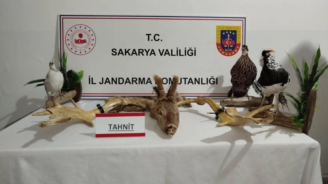 Sakarya'da kaçakçılık operasyonu: 98 hayvan kurtarıldı

