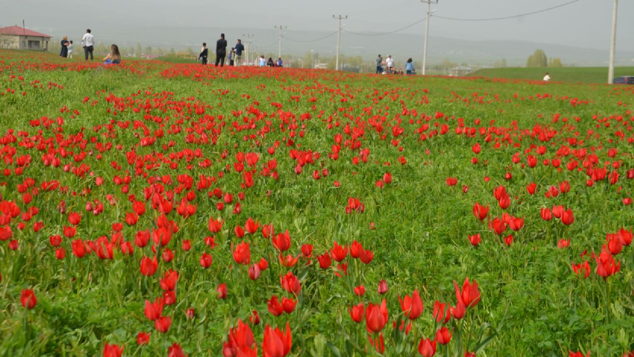 Muş Ovası "Muş 1071" Lalesiyle Renklendi
