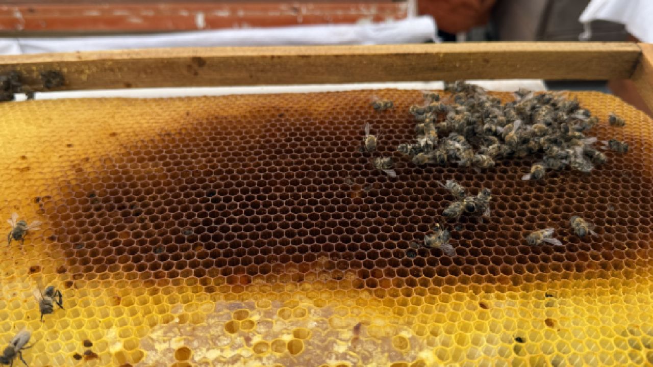 Erzincanlı Arıcılar Soğuk Nisan Ve Geciken Bahardan Endişeli
