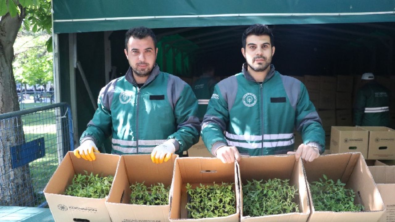 Kayseri'de Üreticilere 550 Bin Organik Domates Fidesi Dağıtıldı
