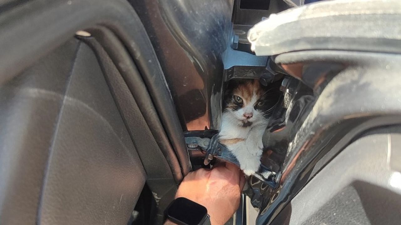 Hatay'da Otomobilin Kapısına Sıkışan Kedi Yavrusu Kurtarıldı

