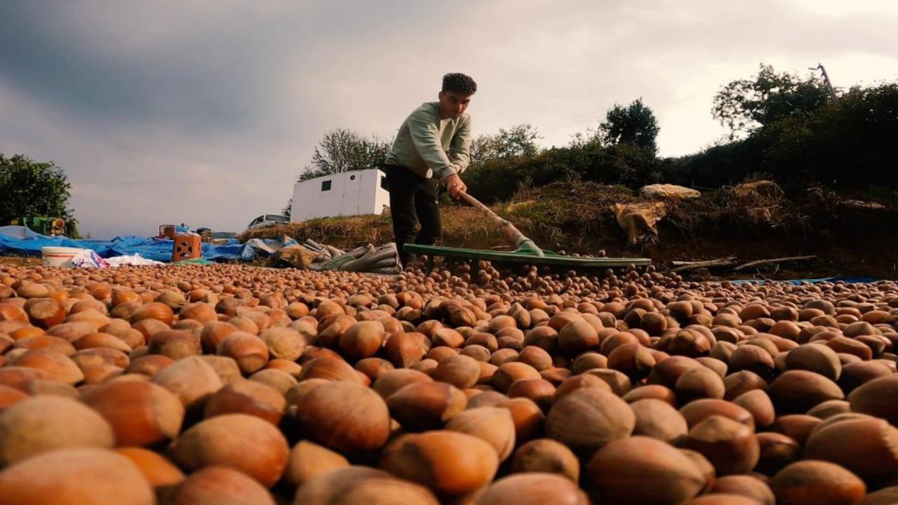 Türkiye, Fındık İhracatıyla 9 Ayda 1,6 Milyar Dolar Gelir Elde Etti
