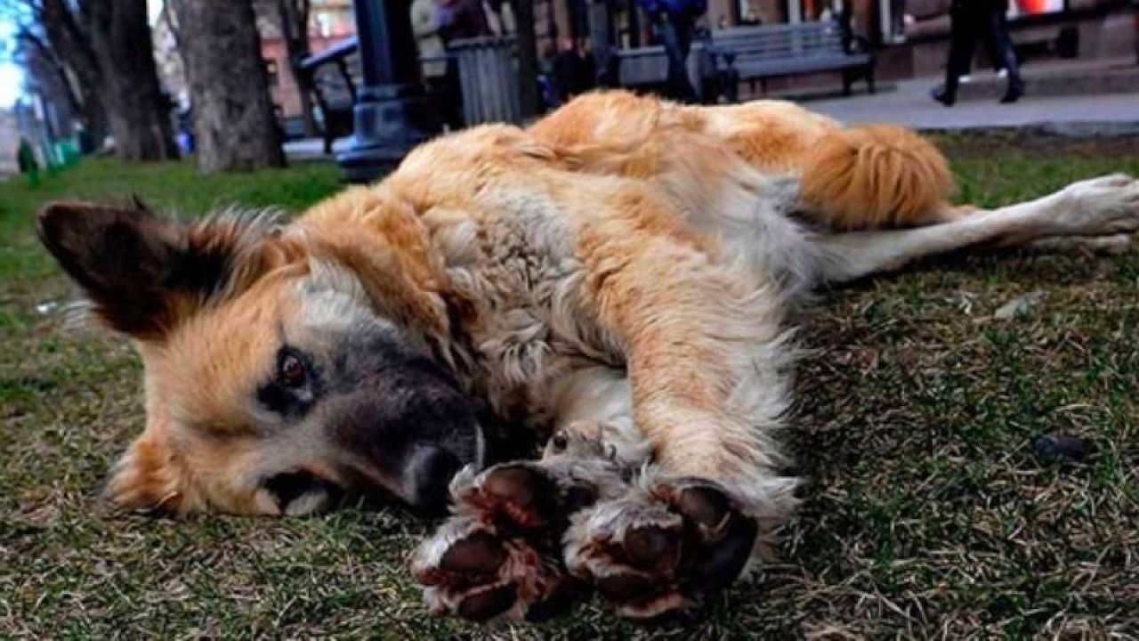 Chp'den Aym Kararına Tepki: Bu Karar Vicdana Saldırıdır
