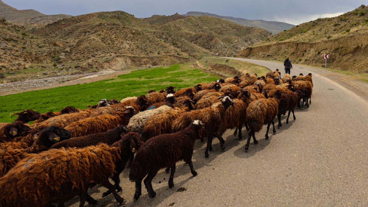 Havalar Isındı Göçerler Yaylalara Yola Çıktı
