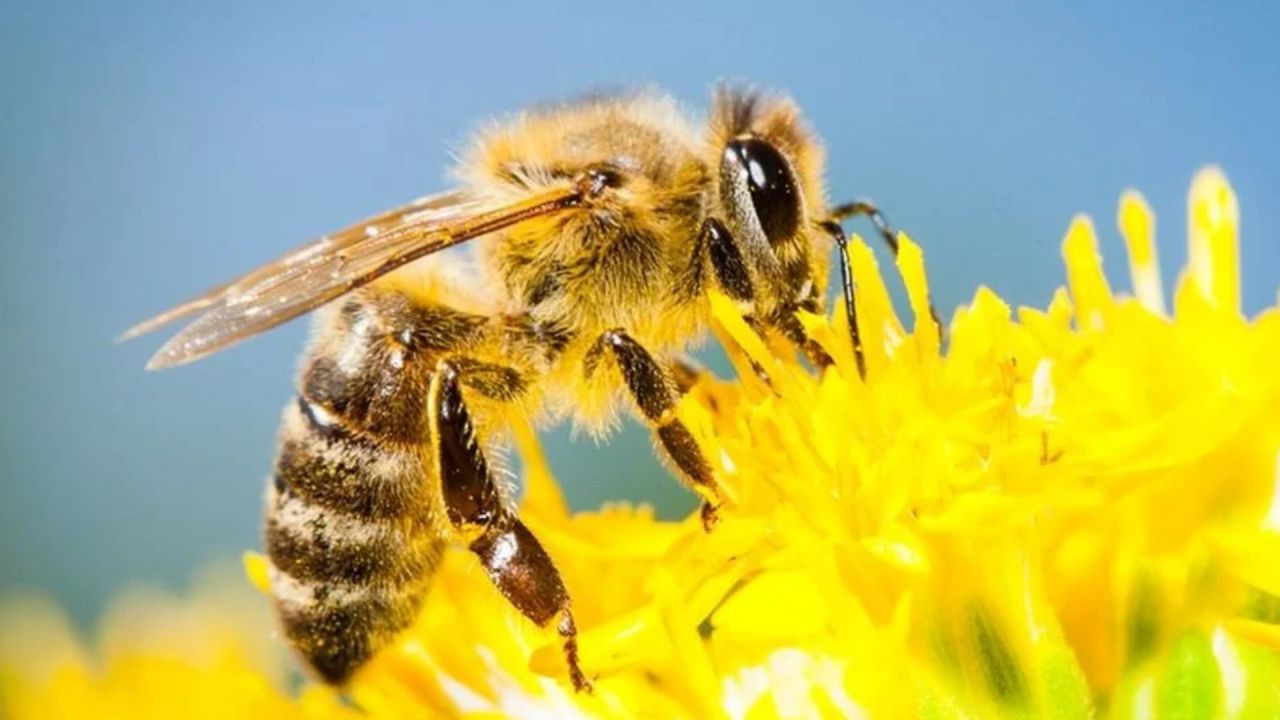 Tab, Dünya Arı Günü'nü Muğla'da Kutlayacak
