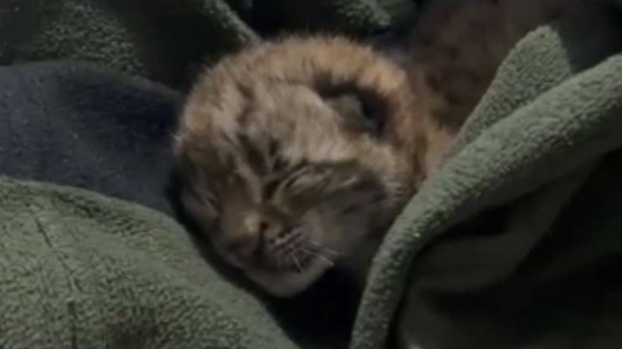 Bolu'da Yalnız Vaşak Yavrusu Koruma Altına Alındı
