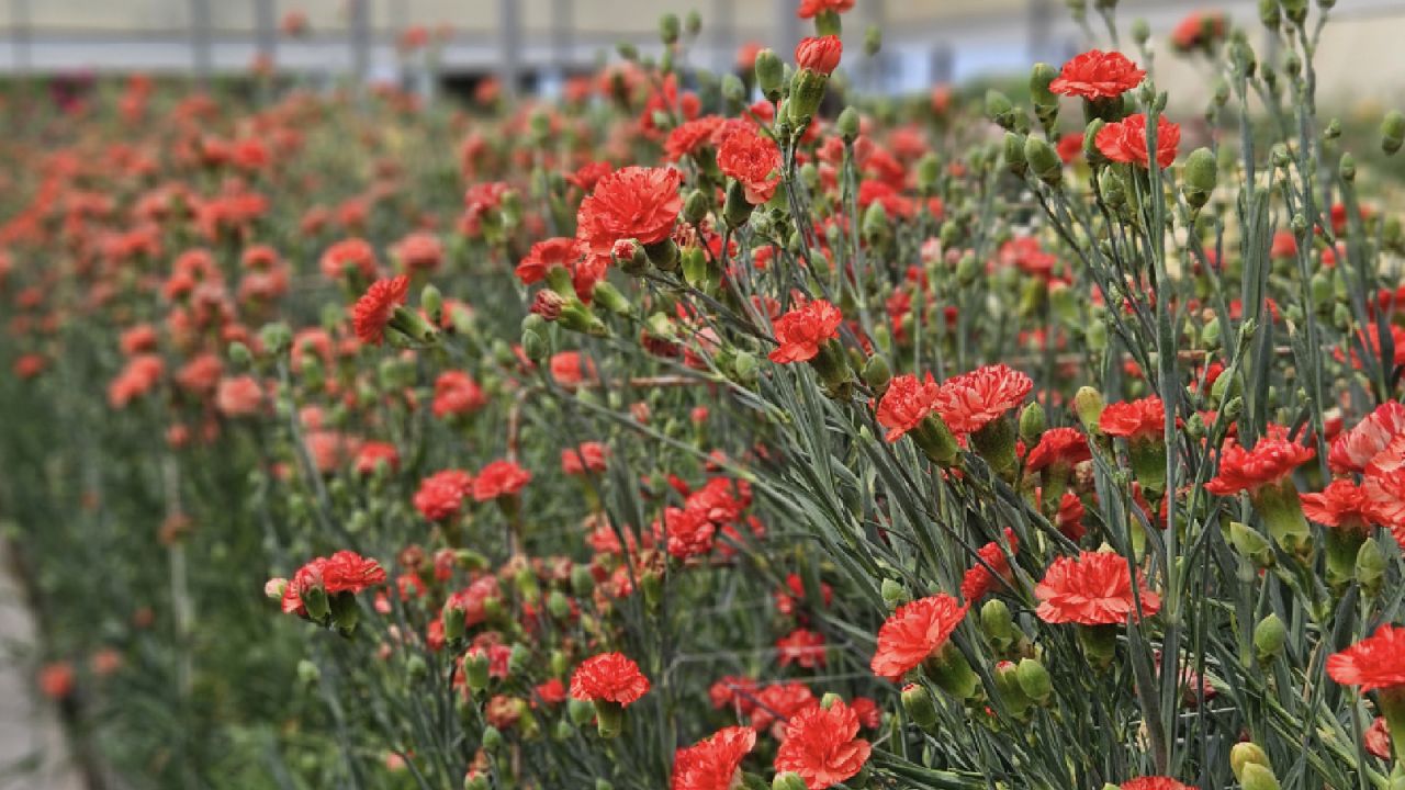 Yerli Karanfil Islahında Umut Veren Gelişme: Üretimin Yüzde 85'i İhraç Ediliyor

