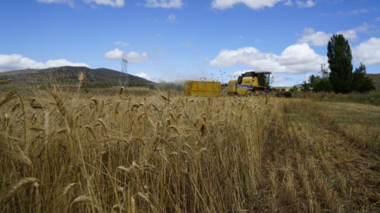 Mayıs Ve Haziran Yağışları Buğday Kayıplarını Azaltabilir
