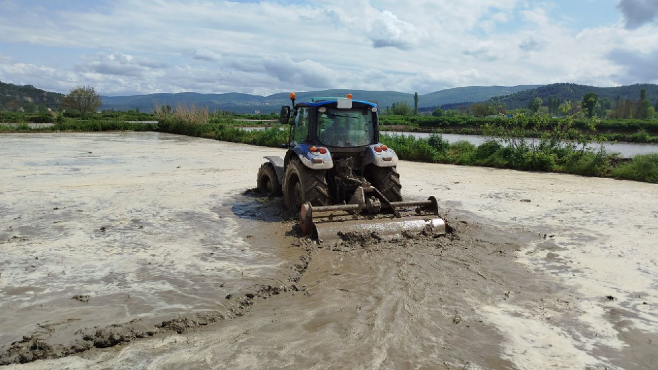 Sinop'ta Çeltik Ekimine Başlandı
