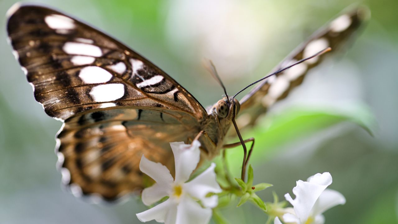 Filipinler'Den Gaziantep'e 27 Bin Kelebek Getirildi
