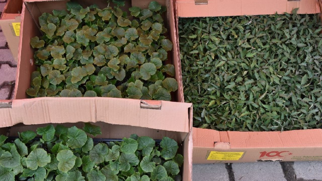 Trabzon'da Üreticilere 260 Bin Sebze Fidesi Dağıtıldı
